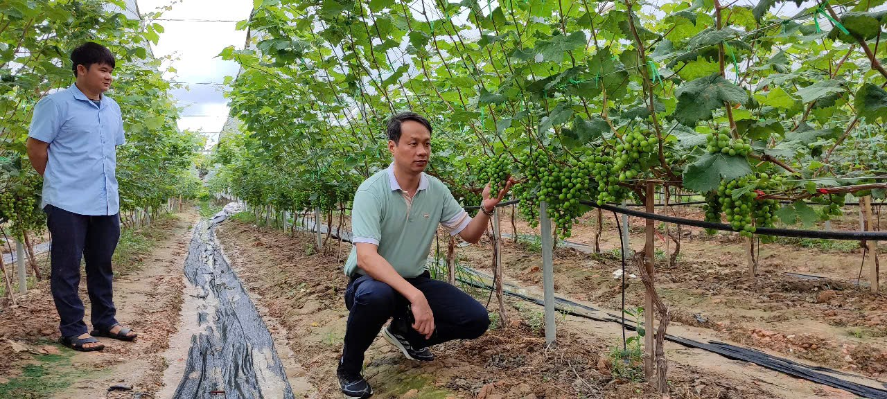 NHO HẠ ĐEN, HƯỚNG PHÁT TRIỂN CÂY ĂN QUẢ MỚI  TRÊN ĐỊA BÀN TỈNH YÊN BÁI